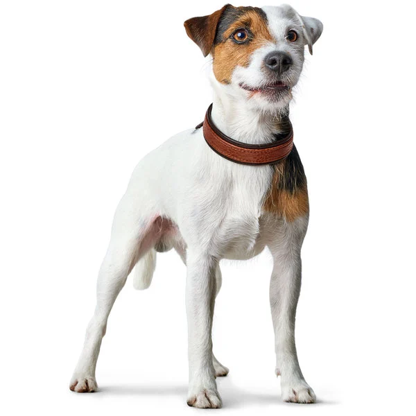 Hunter Cody 45 Cognac Mørkebrun hundehalsbånd - 33-39 cm